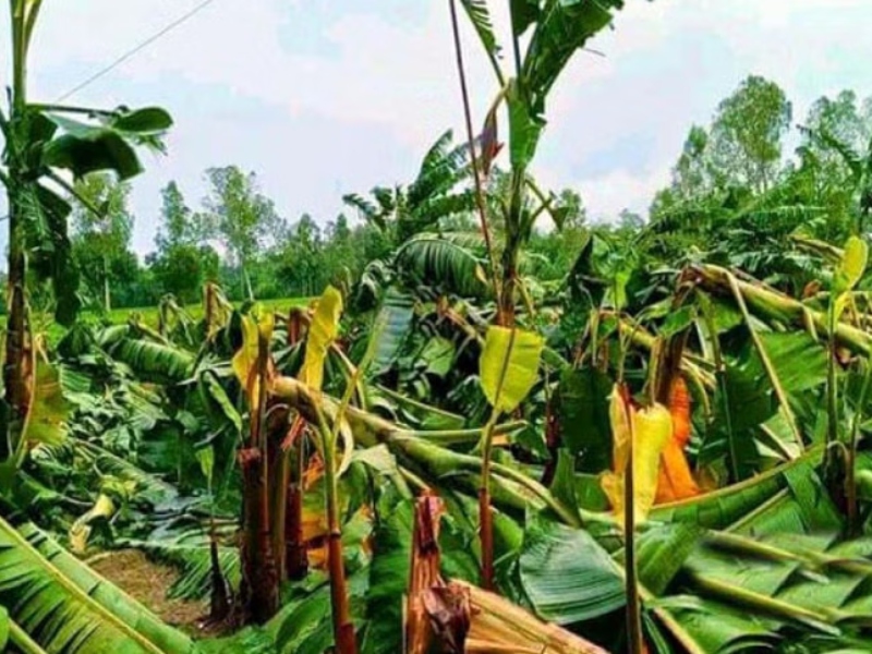 যশোরে সবজিসহ ৩ হাজার ৭৪ হেক্টর জমির ফসলের ক্ষতি